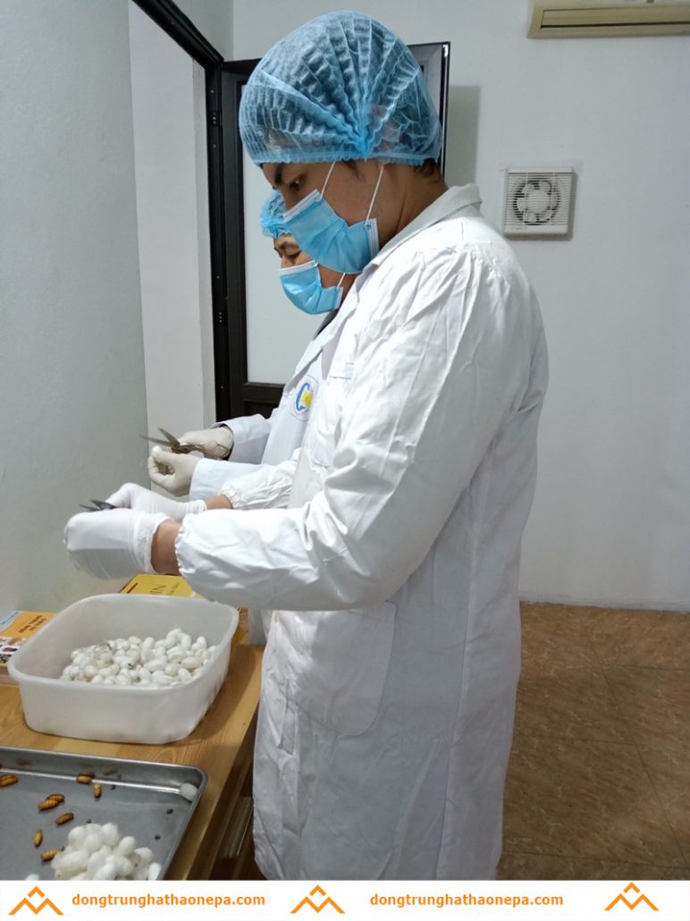 Phòng thí nghiệm nuôi cấy đông trùng hạ thảo